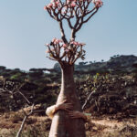 Socotra