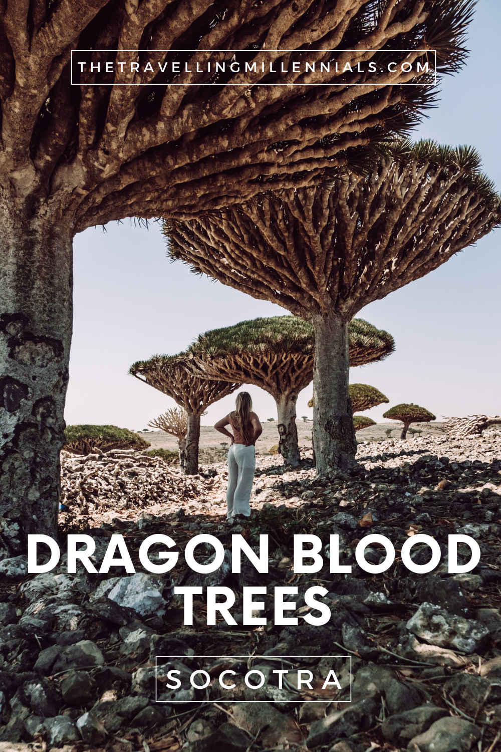 Dragon Blood Trees, Socotra