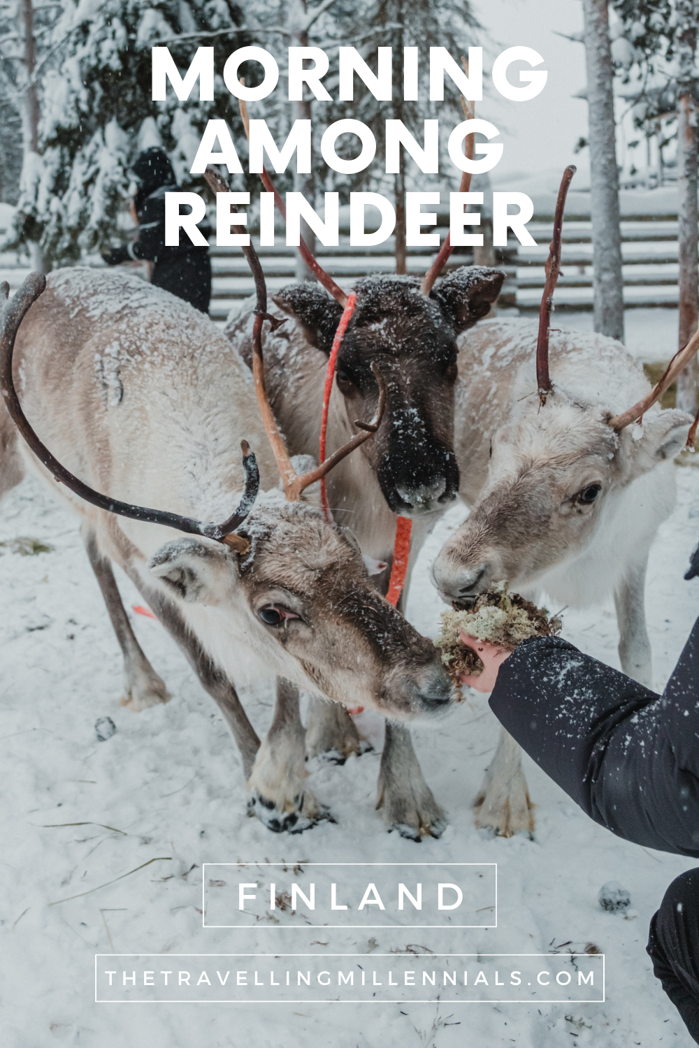 Day Among Reindeer - Visiting Reindeer Farm in Lapland