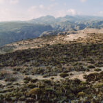 Dragon Blood Trees, Socotra