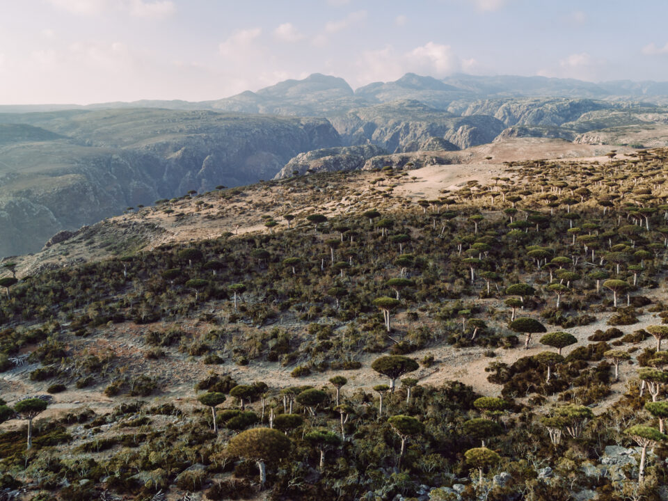 Dragon Blood Trees, Socotra