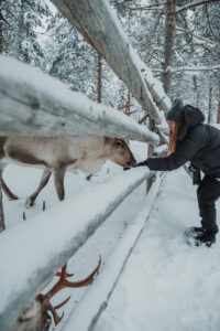 Day Among Reindeer - Visiting Reindeer Farm in Lapland