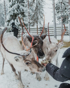 Day Among Reindeer - Visiting Reindeer Farm in Lapland