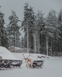 Day Among Reindeer - Visiting Reindeer Farm in Lapland