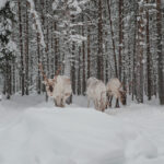 Reindeers in Finland