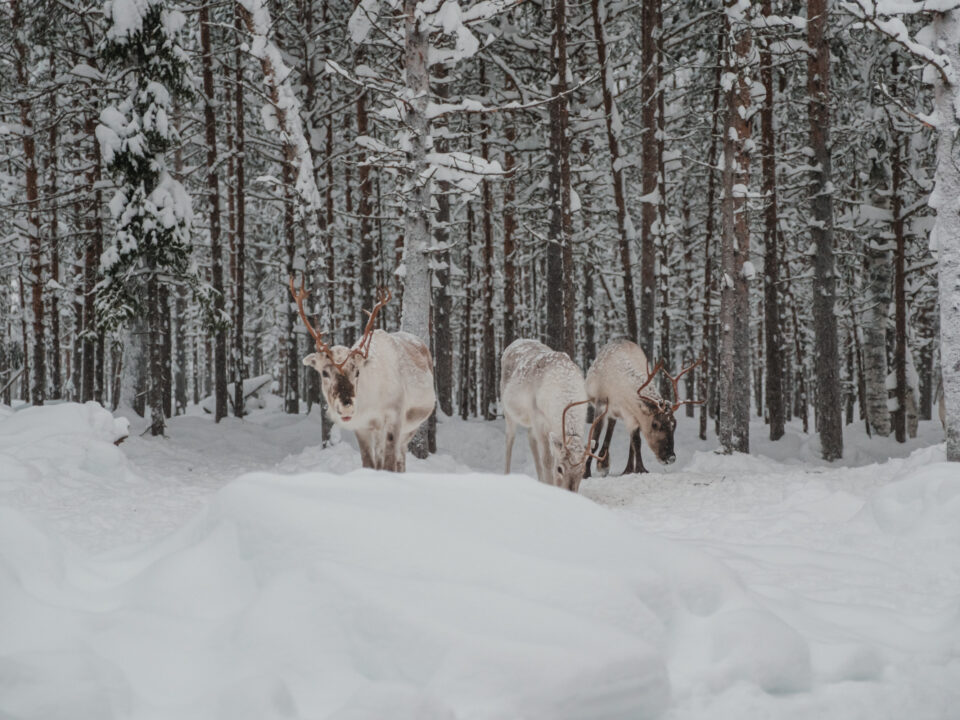 Reindeers in Finland