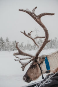 Day Among Reindeer - Visiting Reindeer Farm in Lapland