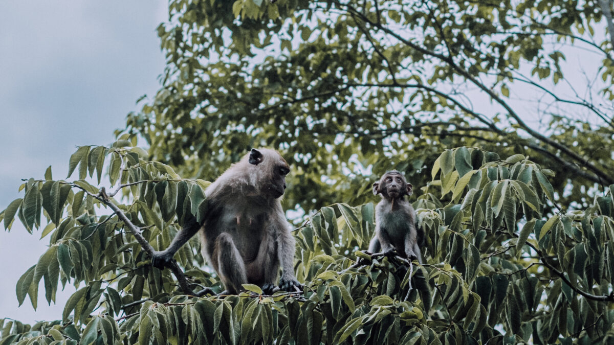 Magic of Monkey Trail, Ao Nang, Thailand