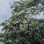 Magic of Monkey Trail, Ao Nang, Thailand