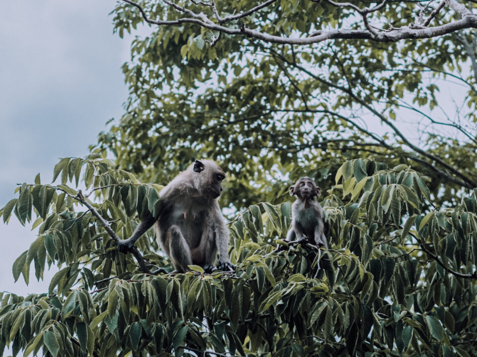 Magic of Monkey Trail, Ao Nang, Thailand