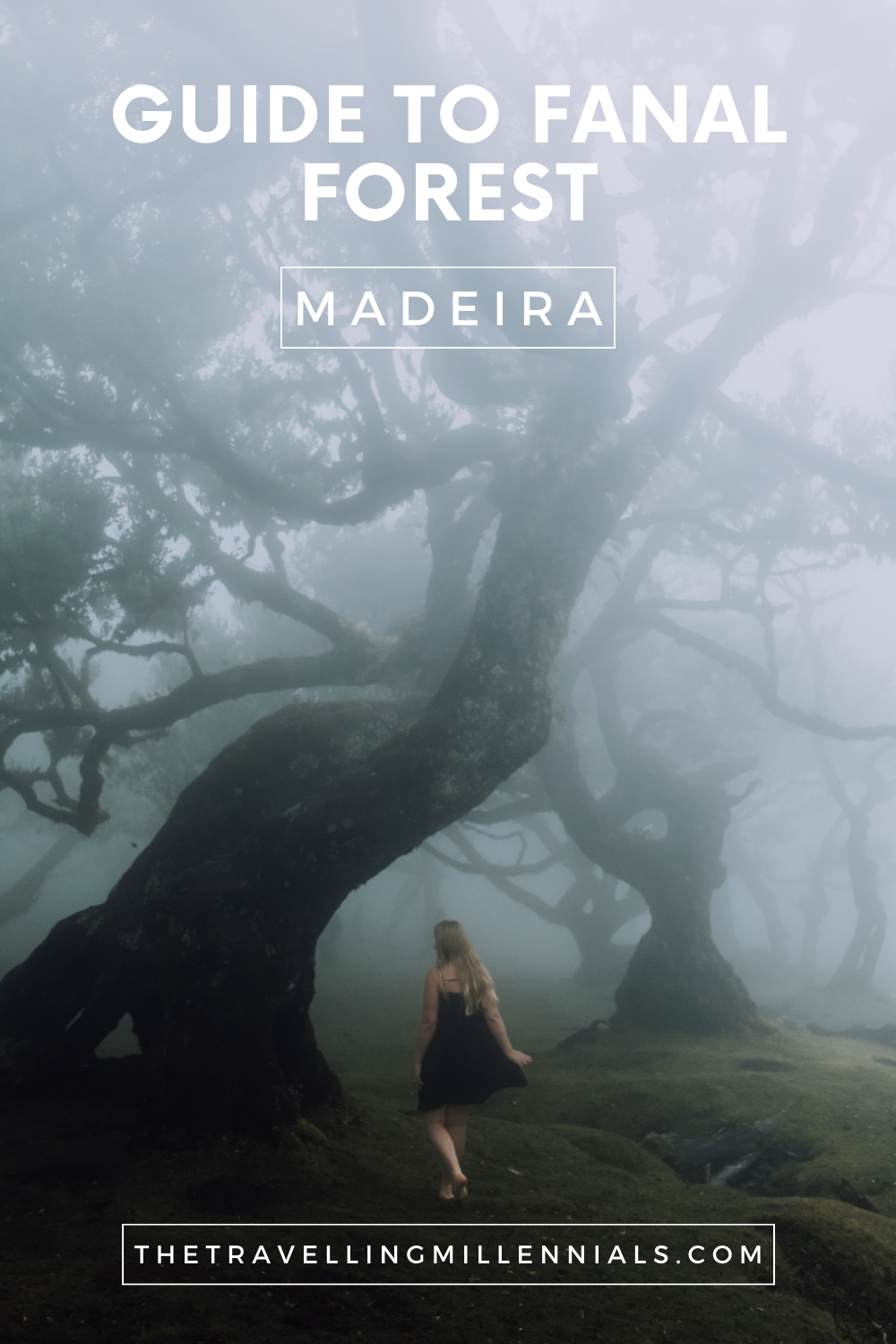 Guide to Fanal Forest - Madeira - The Travelling Millennials