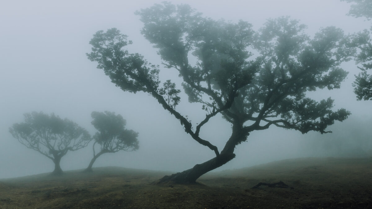 Guide to Fanal Forest - Madeira - The Travelling Millennials