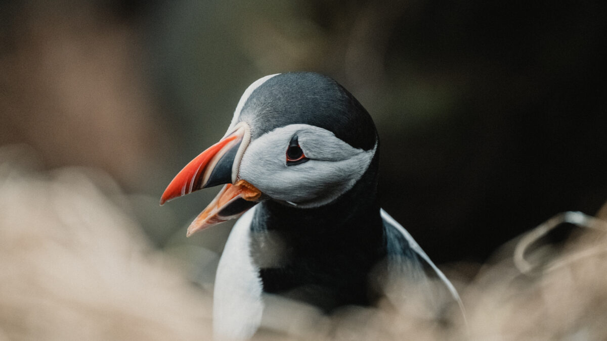 Atlantic Puffin in Iceland