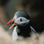 Atlantic Puffin in Iceland