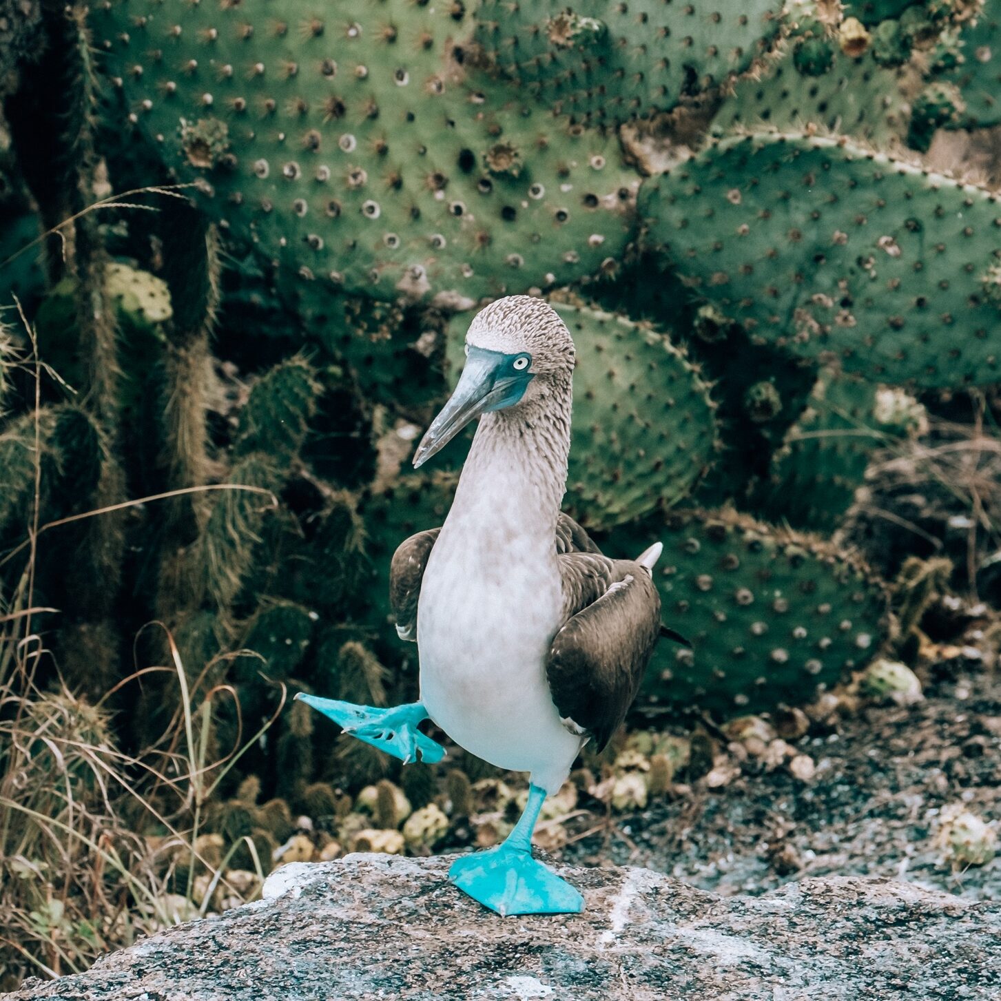 Galapagos