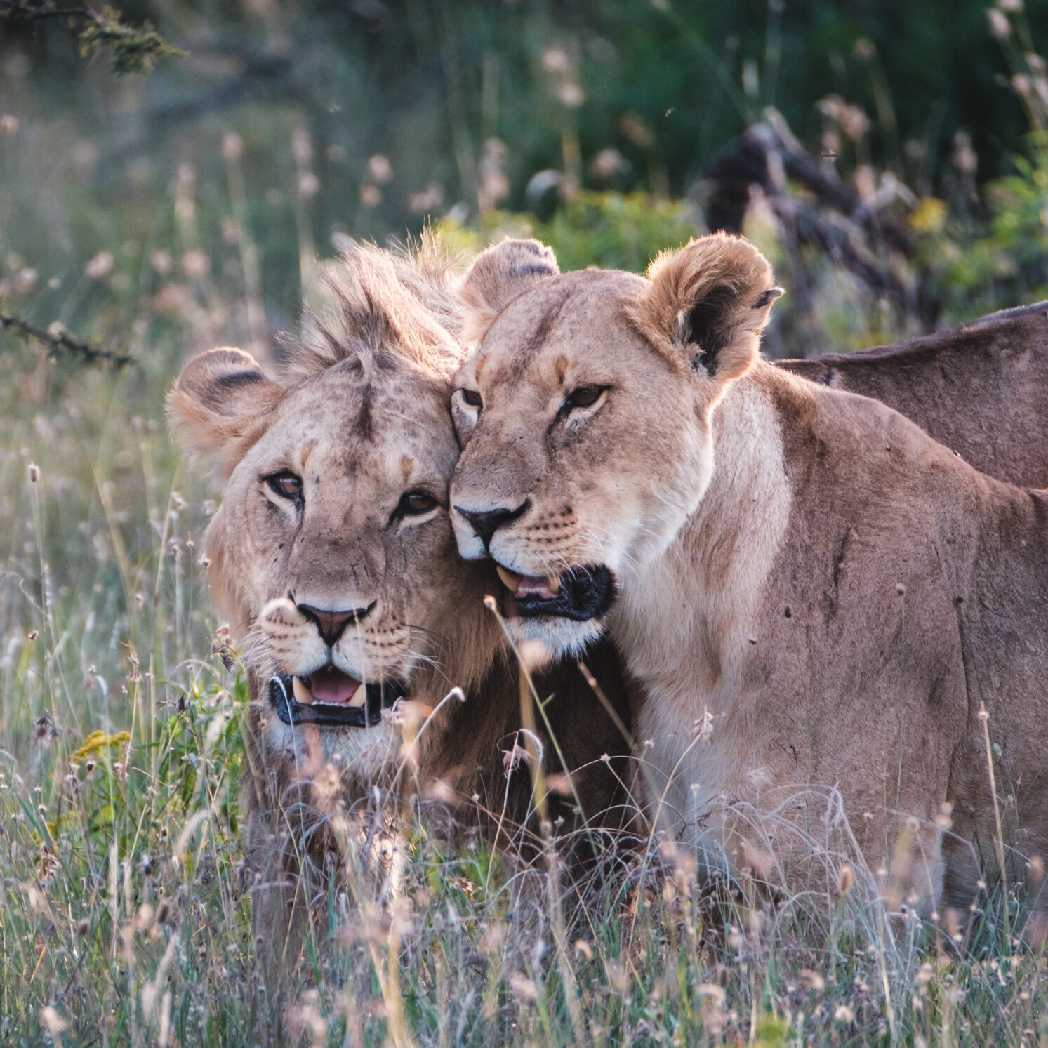 Kenya, Ol Pejeta Safari